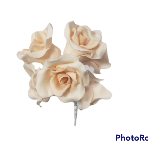 ROSA X 6 CORAL