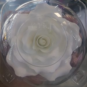 ROSA BLANCA 8CM CON ENVASE
